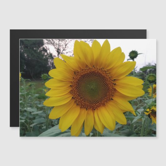 Personalized Image Magnetic Business Display Card (正面/裏面)