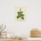 Personalized Vintage Basil Herb Botanical Kitchen  ポスター (キッチン)