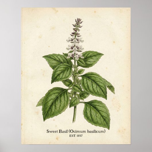 Personalized Vintage Basil Herb Botanical Kitchen  ポスター (正面)
