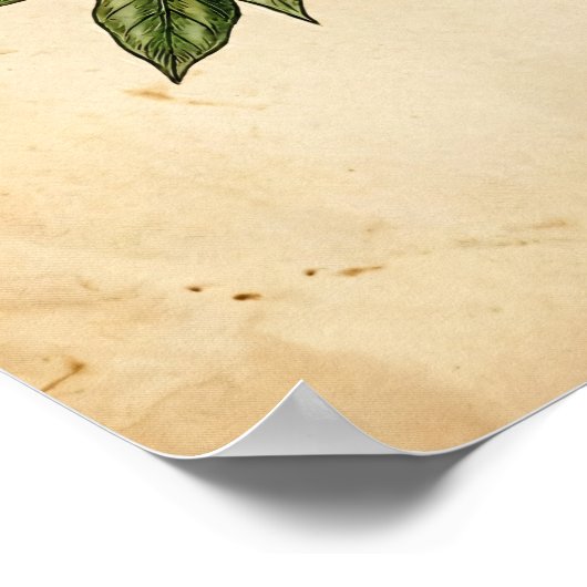 Personalized Vintage Coffee Plant Botanical ポスター (角)