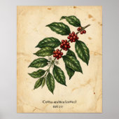 Personalized Vintage Coffee Plant Botanical ポスター (正面)