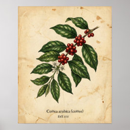 Personalized Vintage Coffee Plant Botanical ポスター