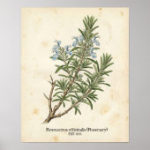 Personalized Vintage Rosemary Herb Botanical ポスター (正面)