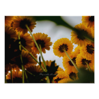 Perspectiva フォトプリント