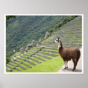 peruv llama border ポスター