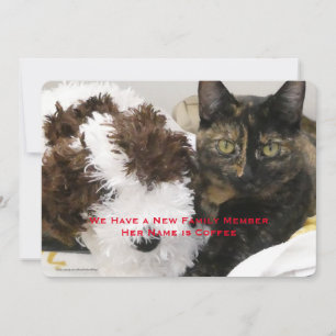 Pet Catの採用、名前、写真 案内状