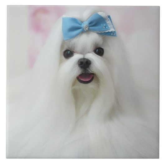 Pet Photo Upload Cute Adorable Dog タイル (正面)