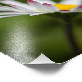 pétales de fleur フォトプリント            (角)