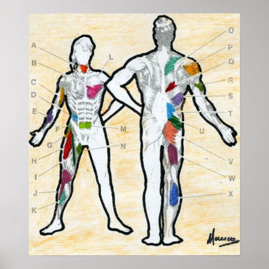 Peter Maxスタイル署名筋肉グラフスケッチ ポスター (正面)