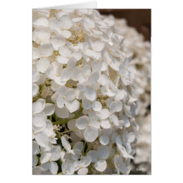 Petites fleurs blanches