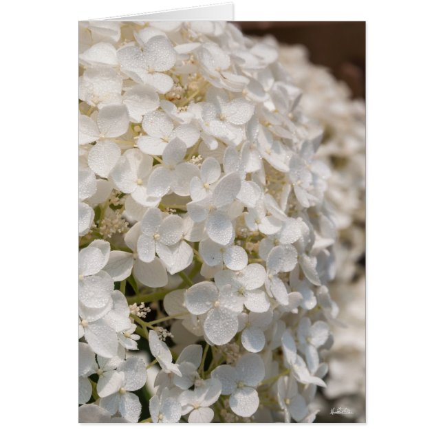 Petites fleurs blanches (正面)