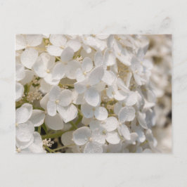Petites fleurs blanches ポストカード