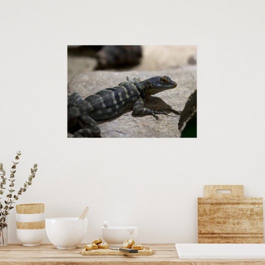 Petrosaurus thalassinus ポスター (キッチン)