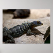 Petrosaurus thalassinus ポスター (正面)