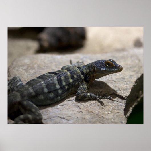 Petrosaurus thalassinus ポスター (正面)