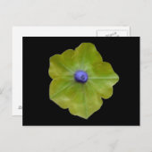 Petuniaグリーンとブルーのポストカード ポストカード (正面/裏面)