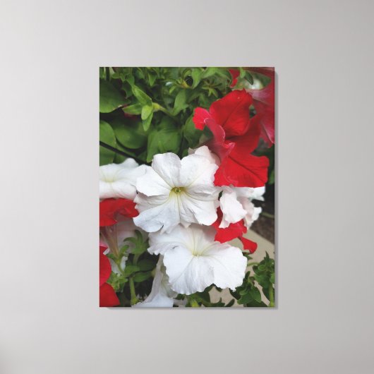 Petunias 赤と白 Canvas Print キャンバスプリント (正面)