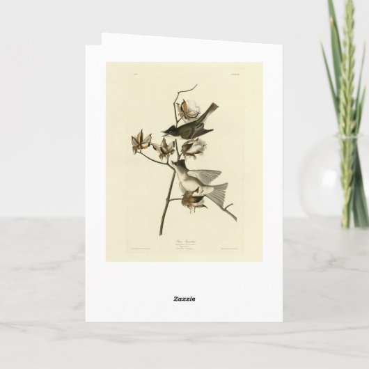 Pewit Flycatcher, Phoebe, Audubon Birds of America カード (裏面)