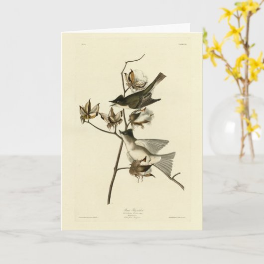 Pewit Flycatcher, Phoebe, Audubon Birds of America カード (黄色い花)