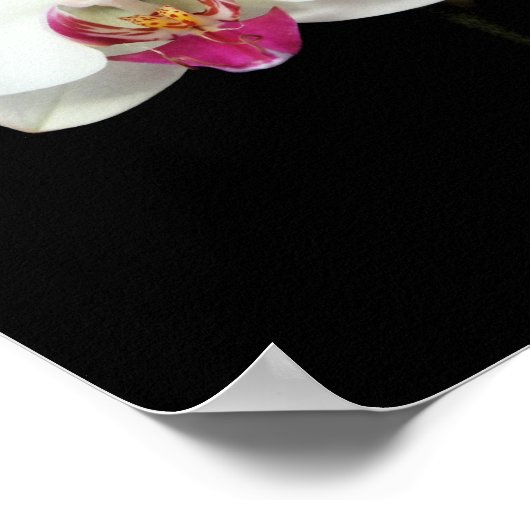 「Phalaenopsis」ポスター ポスター (角)