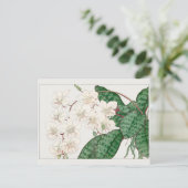 Phalaenopsis by谷上香南 ポストカード (スタンド正面)