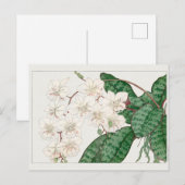 Phalaenopsis by谷上香南 ポストカード (正面/裏面)