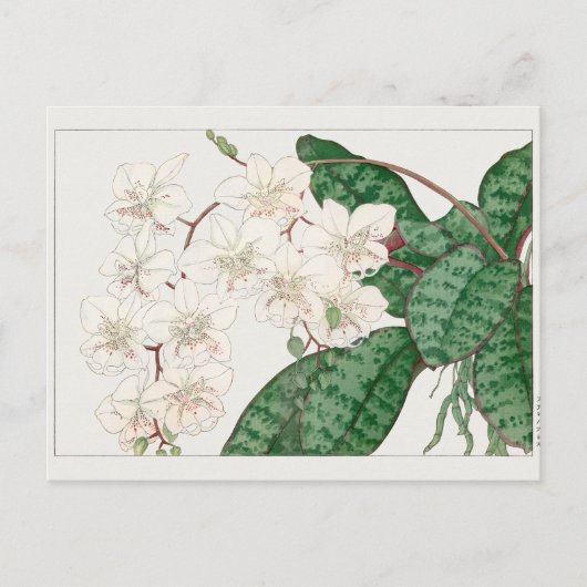 Phalaenopsis by谷上香南 ポストカード (正面)