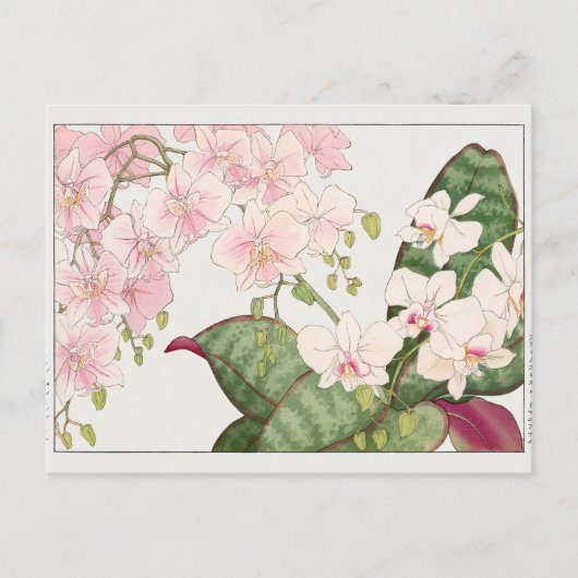 Phalaenopsis by谷上香南 ポストカード (正面)