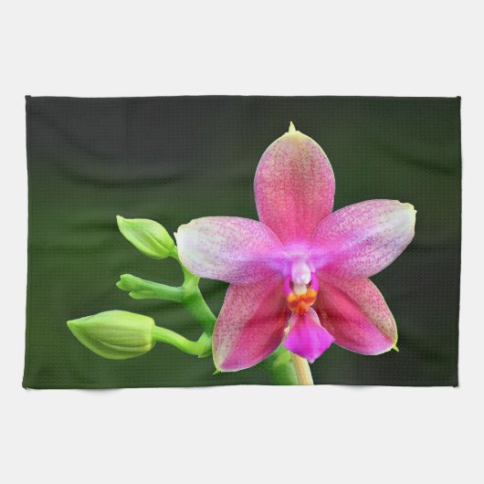 Phalaenopsis liodoro Küchenhandtuch 40,6cm x 61cm キッチンタオル (横)