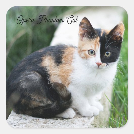 Phantom Opera Cat スクエアシール (正面)
