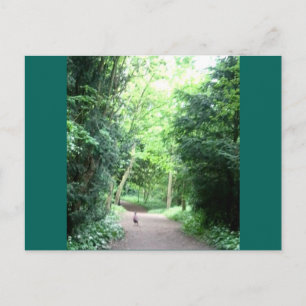 Pheasant on Woodland Pathフォトポストカード ポストカード