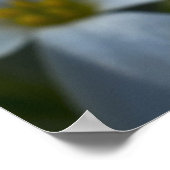 Phloxクローズアップ ポスター (角)