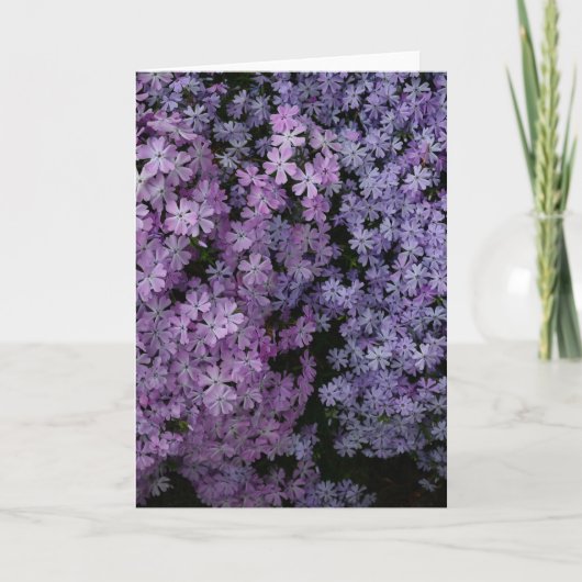Phlox A Plenty カード (正面)