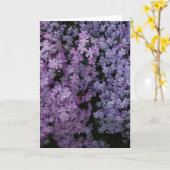 Phlox A Plenty カード (黄色い花)
