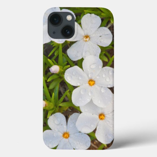 Phlox Close-up、サブレット郡Wyoming氏 Case-Mate iPhoneケース (裏面)