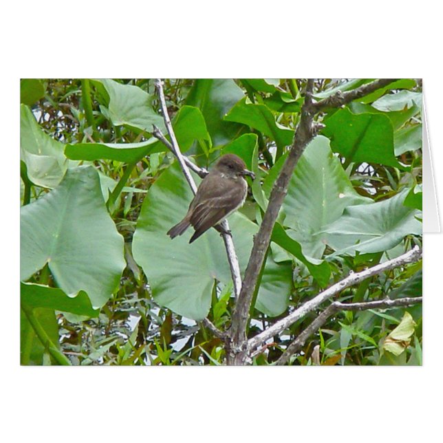 PhoebeのFlycatcher (正面横)