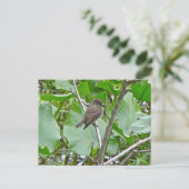 Phoebe Flycatcherはがき ポストカード (スタンド正面)