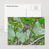 Phoebe Flycatcherはがき ポストカード (正面/裏面)