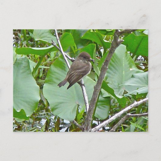 Phoebe Flycatcherはがき ポストカード (正面)