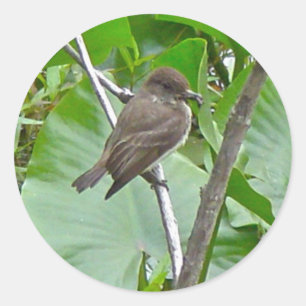 Phoebe Flycatcherシール ラウンドシール