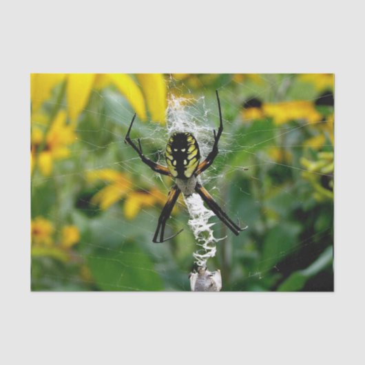 Photo 素晴らし Orb Spiderのくもの巣 薄葉紙 (正面)
