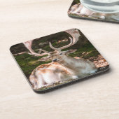 photo cerf sous les bois コースター (左側)