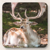 photo cerf sous les bois コースター (正面)