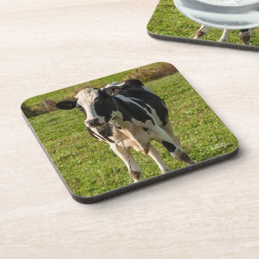 photo de vache コースター (左側)