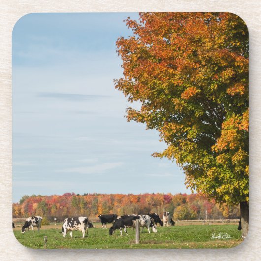 photo de vaches avec arbre コースター (正面)