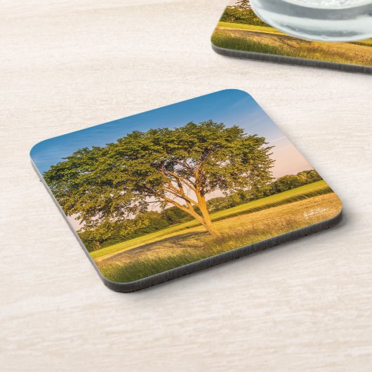 photo d'un arbre dans un champs. コースター (左側)