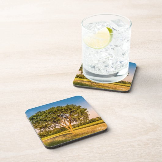 photo d'un arbre dans un champs. コースター (右側)