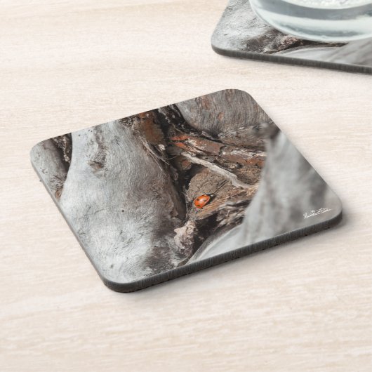 photo d'une coccinelle コースター (左側)