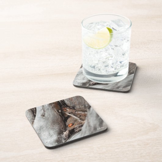 photo d'une coccinelle コースター (右側)