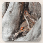 photo d'une coccinelle コースター (正面)